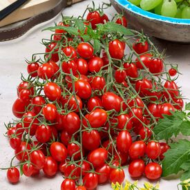 Profi Frutti™ Grape Red, (F1) Tomato Seeds